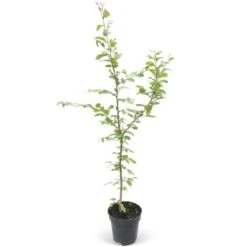 Startseite Umfassend 17 Hainbuche Set à 110 Stück Höhe Ca. 125 - 150 Cm Topf Ca. 5 L Carpinus Betulus