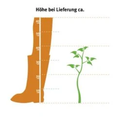 Hainbuche Set à 110 Stück Höhe Ca. 125 - 150 Cm Topf Ca. 5 L Carpinus Betulus -Startseite Umfassend 2 l thuja occidentalis 2