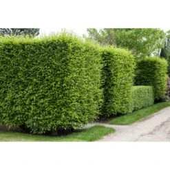 Hainbuche Set à 110 Stück Höhe Ca. 125 - 150 Cm Topf Ca. 5 L Carpinus Betulus -Startseite Umfassend 3855863 3358 3