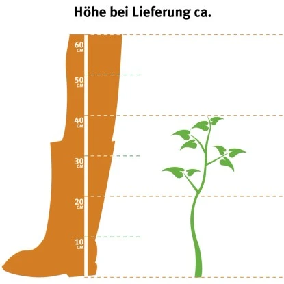 OBI Heidelbeere "Elisabeth" Höhe Ca. 30 Cm - 40 Cm Topf Ca. 3 L Vaccinium 2 OBI Heidelbeere "Elisabeth" Höhe Ca. 30 Cm - 40 Cm Topf Ca. 3 L Vaccinium – Bild 2