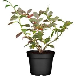 Startseite Umfassend 15 Heidelbeere "Bluecrop" Höhe 30 - 40 Cm Topf-Ø 3 L Vaccinium