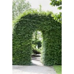 Rotbuche Grün Höhe Ca. 60 - 80 Cm Topf Ca. 3 L Fagus Sylvatica -Startseite Umfassend 4374872 3358 3