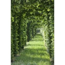 Rotbuche Grün Höhe Ca. 60 - 80 Cm Topf Ca. 3 L Fagus Sylvatica -Startseite Umfassend 4374872 3358 4