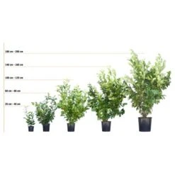 Rotbuche Grün Höhe Ca. 60 - 80 Cm Topf Ca. 3 L Fagus Sylvatica -Startseite Umfassend 72246 3358 kirschlorbeer 3