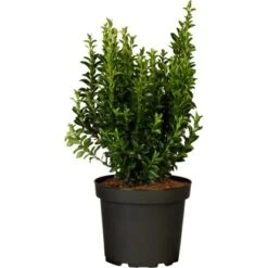 Spindelstrauch "Green Wonder" 6er-Pack Euonymusjaponica