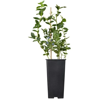 Heidelbeere "Bluegold" Blau Höhe Ca. 40 - 50 Cm Topf Ca. 5 L Vaccinium 1 Heidelbeere "Bluegold" Blau Höhe Ca. 40 - 50 Cm Topf Ca. 5 L Vaccinium